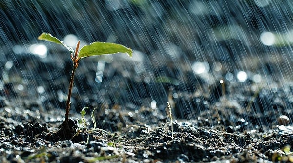Geosmin dışında, bitkilerin yapraklarından salınan uçucu yağlar da petrichor kokusuna katkıda bulunuyor.
