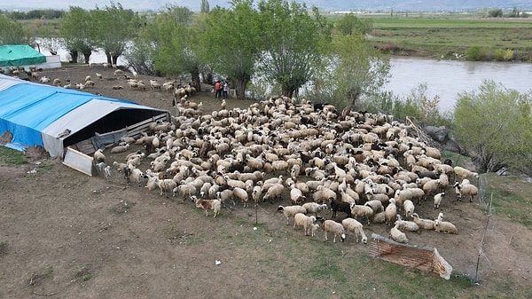Afganistan'dan 'çoban' ithal edildi.