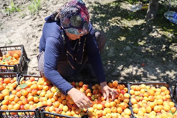Üretim Alanlarından Elde Edilen Veriler ve Pazar Değerleri Belirleniyor