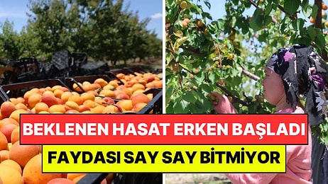 Beklenen Hasat Erken Başladı: Binbir Emekle Üretilip Kilosu 80 Liraya Satılıyor