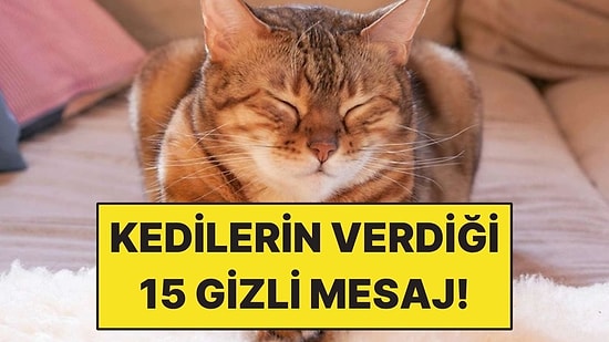 Kedinizin Garip Sandığınız 15 Davranışının Asıl Anlamı!
