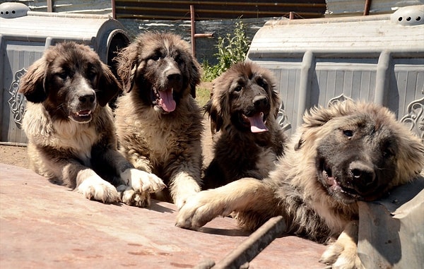 Kars köpeği soğuğa dayanıklı yapısıyla biliniyor