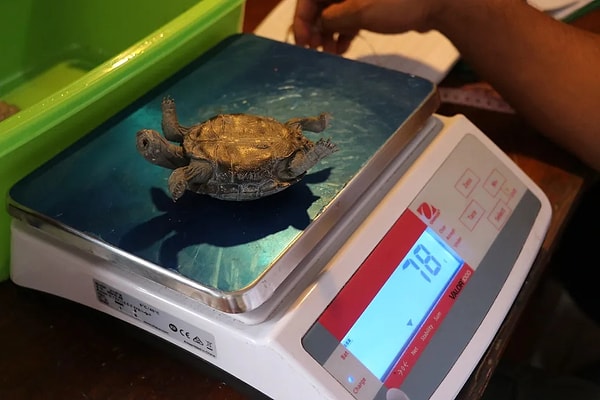 Yarım asır süren yapay üreme programı türün doğal dengesini bulmasıyla tamamlandı