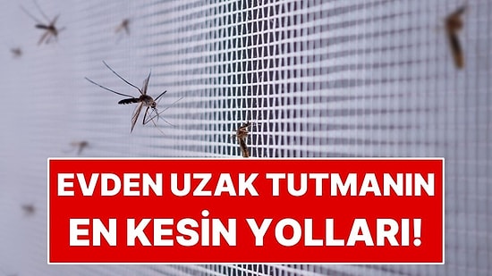 Sivrisineklerden Kurtulmanın En Kolay Yolu: Bu Kokulardan Nefret Ediyorlar