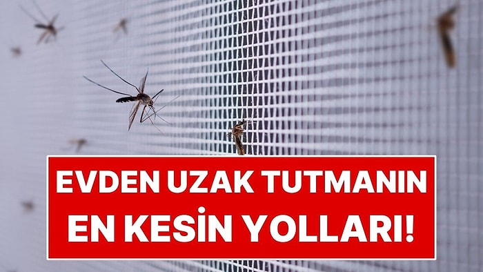 Sivrisineklerden Kurtulmanın En Kolay Yolu: Bu Kokulardan Nefret Ediyorlar