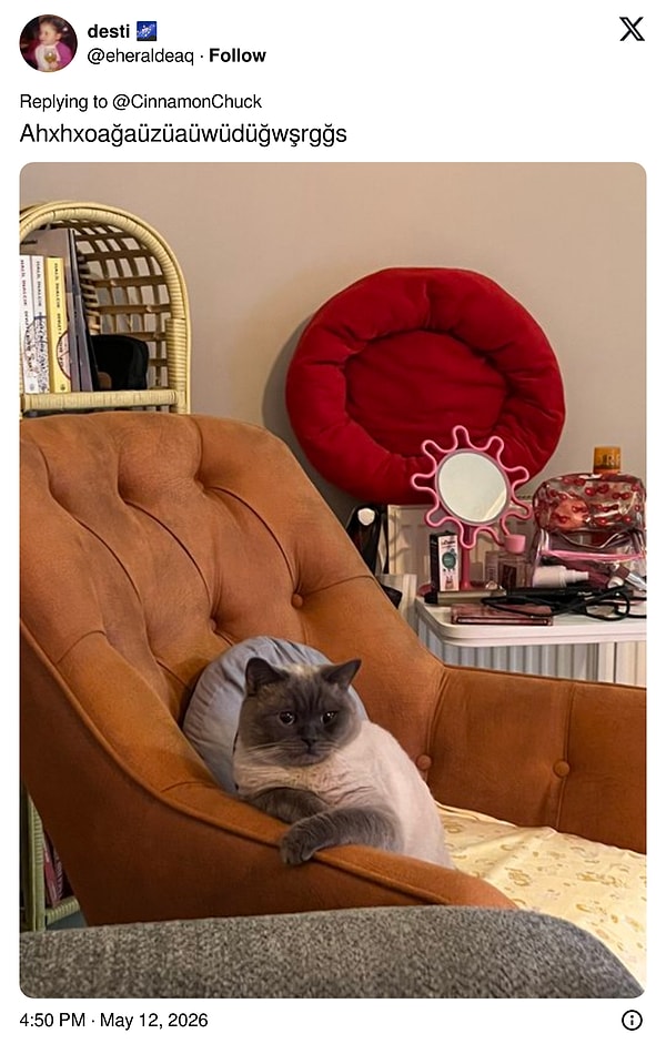 Sahiplenen kedi duruşu...