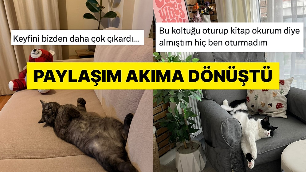 Hevesle Aldığı Koltuğu Kedisi Tarafından İşgal Edilen Kadın Farkında Olmadan Akım Başlattı