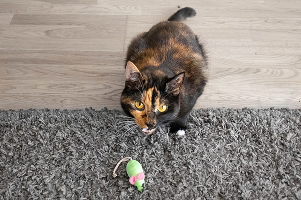 Bringing prey could be perceived as a gesture of gift-giving or a teaching behavior.