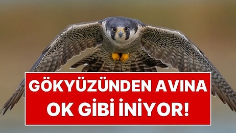 Saatte 389 Kilometreye Ulaşıyor! Gökyüzünden Avına Ok Gibi İniyor