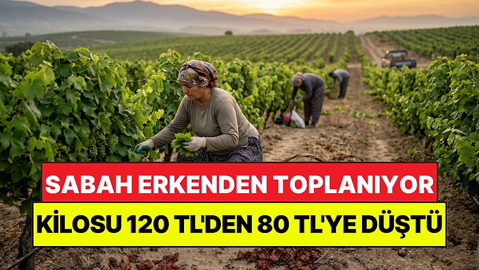 Yeşil Altın Hasadı Başladı: Kilosu 120 TL'den 80 TL'ye Düştü, Yoğun İlgi Görüyor