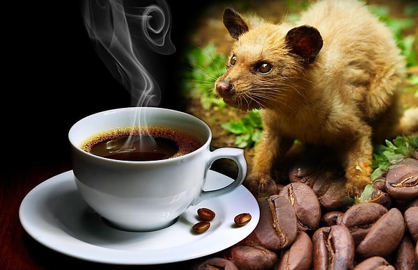 Kopi Luwak’ın sırrı misk kedisinin sindirim sisteminde saklı