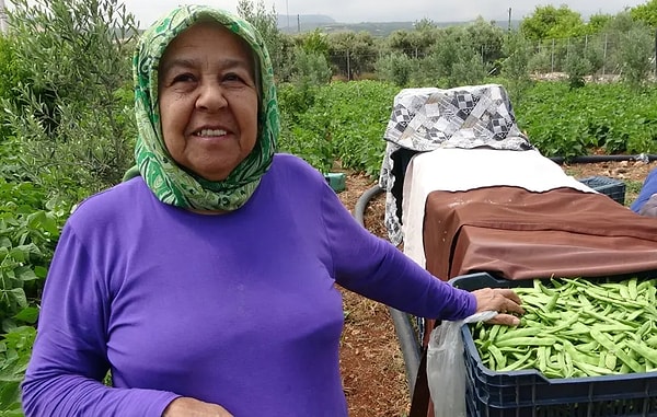 Mersin’den yola çıkan fasulyeler büyükşehirlerin pazar ihtiyacını karşılıyor