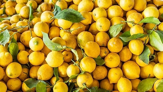 Experts Advise Squeezing Lemon Juice at Entrances to Keep Bugs Out