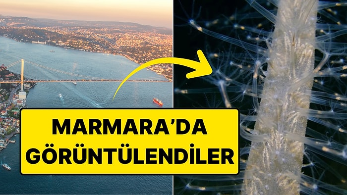 Büyükada Açıklarında Görüntülendi: Deniz Tavşanı ve Anemon Heyecan Yarattı!