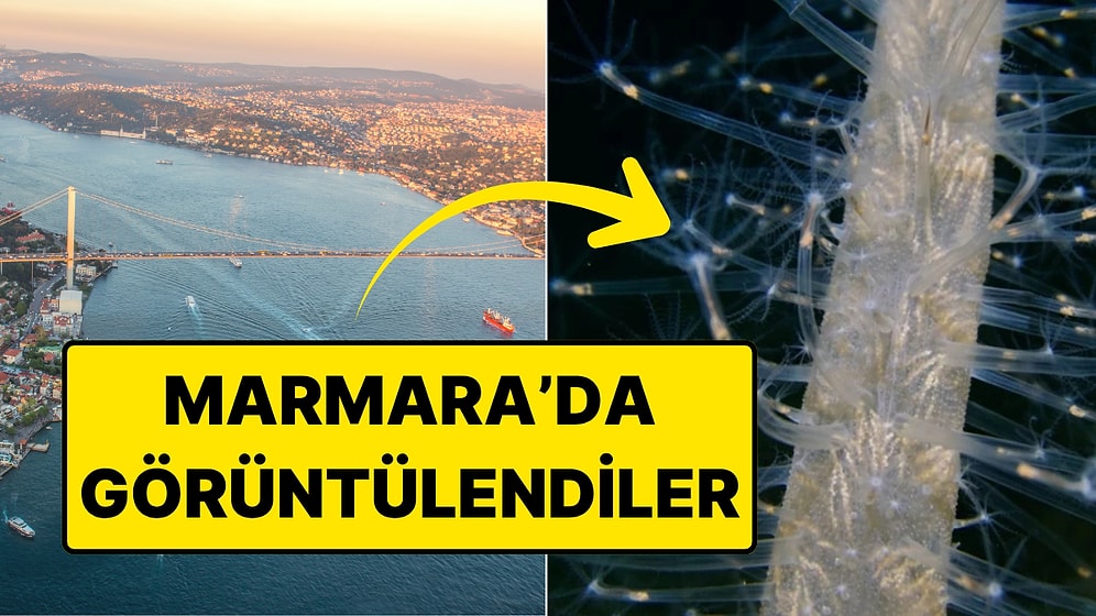 Büyükada Açıklarında Görüntülendi: Deniz Tavşanı ve Anemon Heyecan Yarattı!
