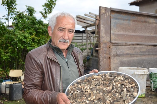 Geçtiğimiz yılın Temmuz ayında Sakarya'nın Geyve ilçesinde başlayıp hızla Bilecik'in Osmaneli ilçesine yayılan ve ancak beş gün süren zorlu mücadelelerin ardından söndürülebilen yıkıcı yangının izleri, doğanın kendini yenilemesiyle siliniyor.