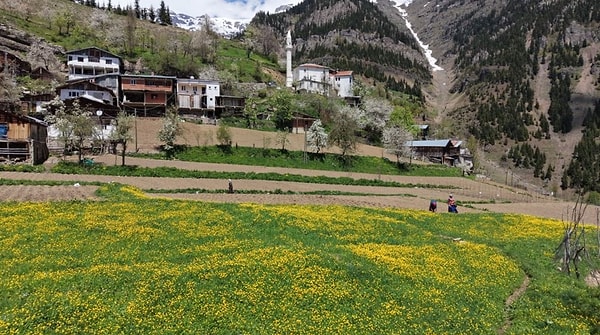 Artvin merkeze bağlı olan ve coğrafi yapısıyla dikkat çeken Ortaköy (Berta) köyünün Kaşıkçılar Mahallesi, geleneksel tarımın ve yardımlaşma kültürünün adeta yaşayan bir kalesi haline geldi.