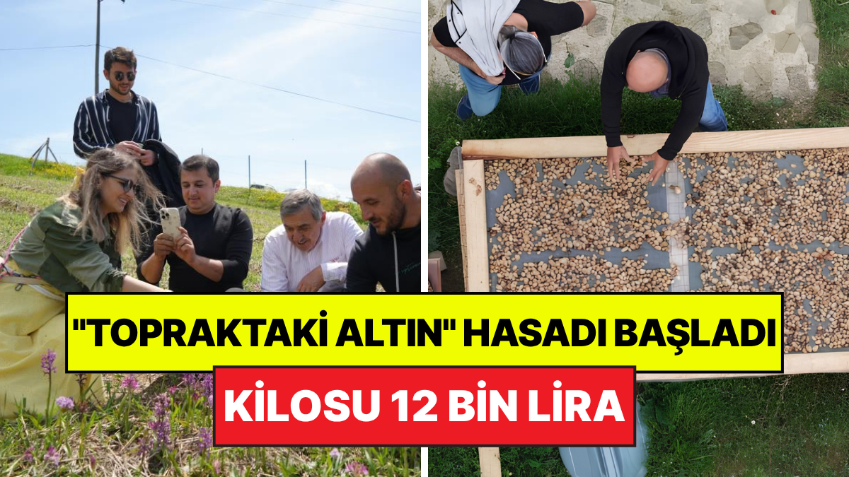 "Topraktaki Altın" Olarak Biliniyor: Kilosu 12 Bin Liradan Satılıyor