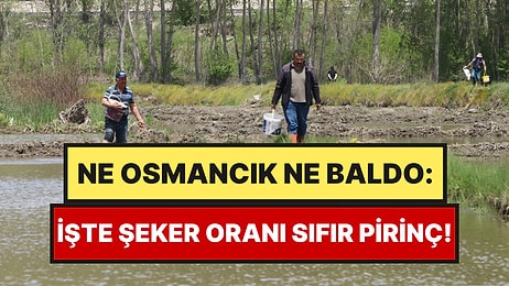 Dağ Suyuyla Yetişiyor, İçinde Hiç Şeker Yok: Her Yıl 500 Ton Hasat Ediliyor