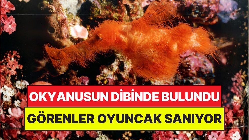 Okyanusun Dibinde Keşfedildi: Yeni Canlı Türünü Görenler Peluş Oyuncak Sanıyor