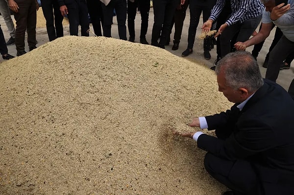 Bölgedeki yağış oranlarının yüksek seyretmesi rekolte beklentisini artırdı