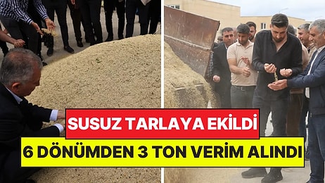 Susuz Tarlaya Ekildi: 6 Dönümden 3 Ton Verim Alınca Altın Hediye Ettiler