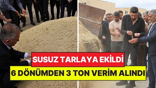 Susuz Tarlaya Ekildi: 6 Dönümden 3 Ton Verim Alınca Altın Hediye Ettiler