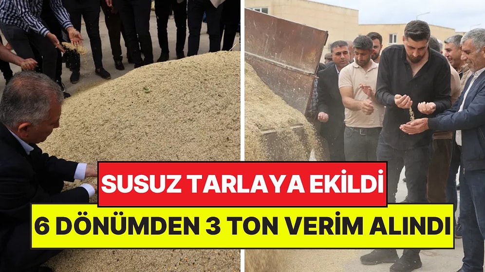 Susuz Tarlaya Ekildi: 6 Dönümden 3 Ton Verim Alınca Altın Hediye Ettiler