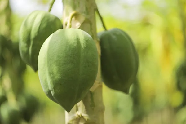 5. Papaya: