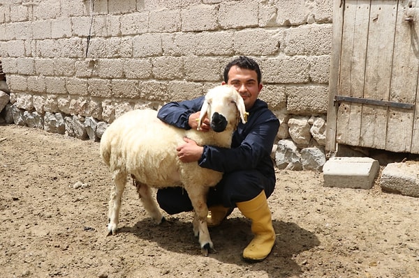 Köyünde yıllardır süregelen geleneksel ve tamamen insan gücüne dayalı yöntemleri değiştiren Elli, iş gücünü hafifletmek için işletmesinde makineleşmeye yöneldi.