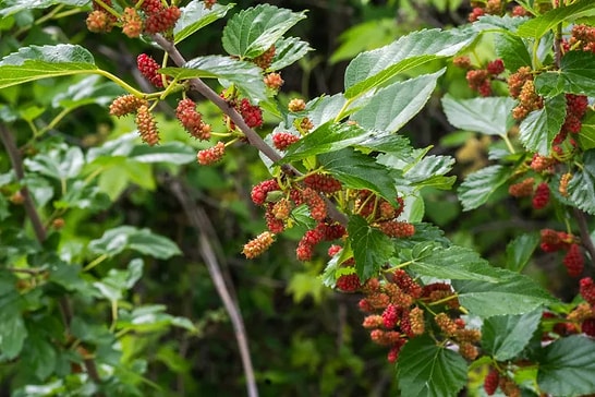 Six Fruit Trees That Bear Fruit and Make Money Within a Year