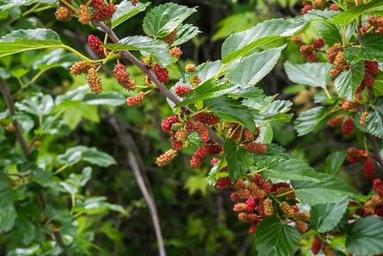 Six Fruit Trees That Bear Fruit and Make Money Within a Year