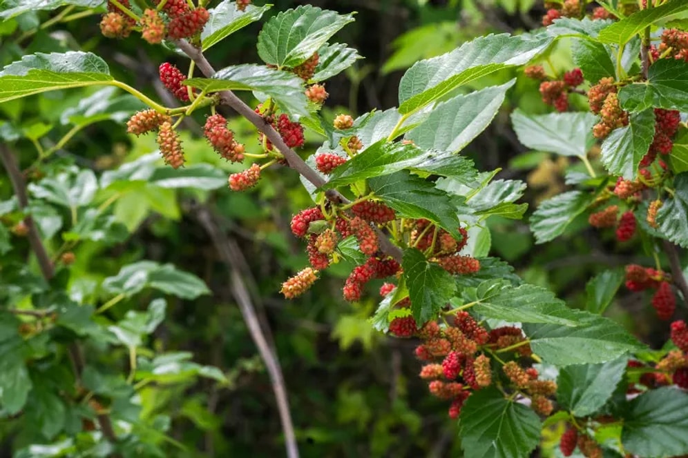 Six Fruit Trees That Bear Fruit and Make Money Within a Year