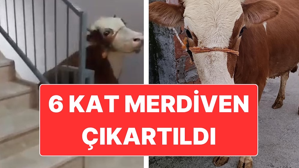 Büyükbaş Kurbanlık Hayvanı Merdivenlerden Terasa Çıkardılar