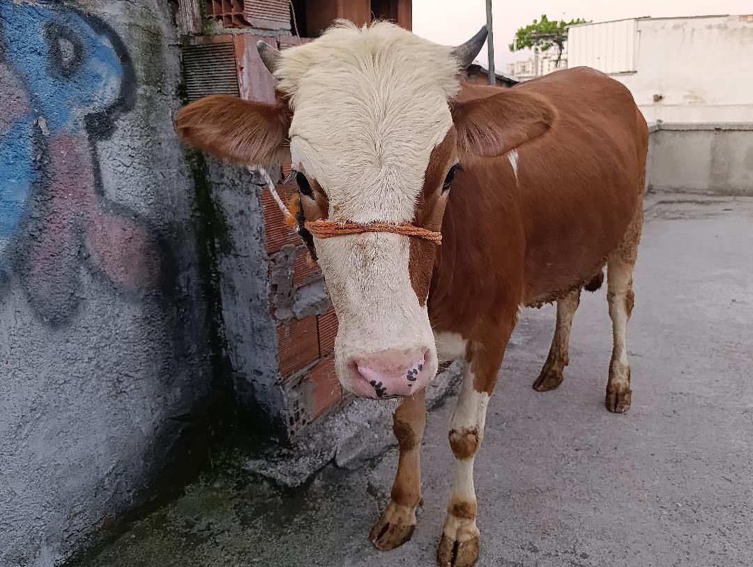 Hayvanın sakinliği dikkat çekti.