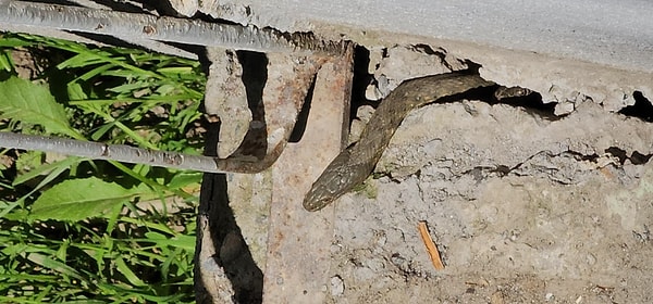 Yılanların uzunluğu yaklaşık 3 metre.