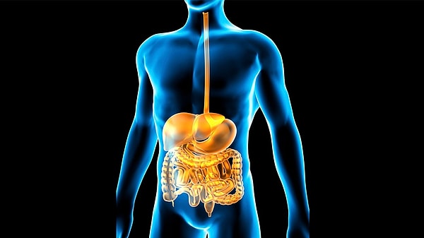 Sindirim sistemini hızlandırarak metabolizmayı uçuruyor.