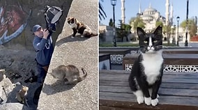 Striking Poses: Cat Photographer Captures Furry Residents of the Historic Peninsula