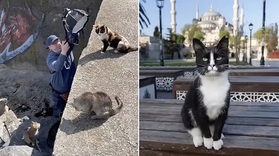 Striking Poses: Cat Photographer Captures Furry Residents of the Historic Peninsula