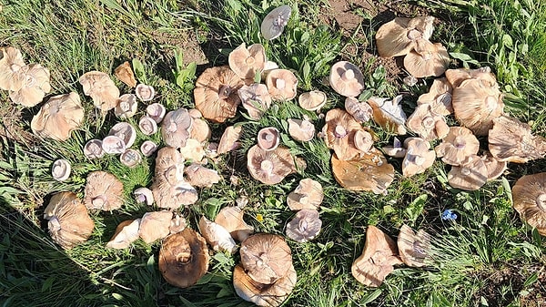 Sağlık uzmanları da doğada kendiliğinden yetişen mantarlar konusunda vatandaşları kırmızı alarm seviyesinde uyarıyor.