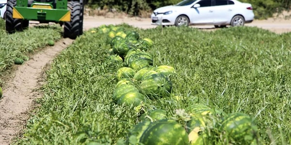 Karpuzun belirli bir olgunluğa eriştikten sonra toplanması gerektiğinin altını çizen İncefikir, üreticilere yönelik önemli uyarılarda bulundu.