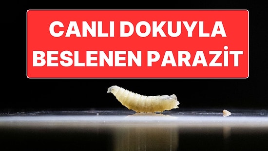 ABD 60 Yıl Sonra İlk Kez Tespit Edilen “Screwworm” Paraziti İçin Alarma Geçti