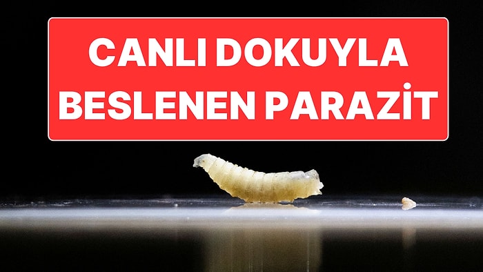 ABD 60 Yıl Sonra İlk Kez Tespit Edilen “Screwworm” Paraziti İçin Alarma Geçti