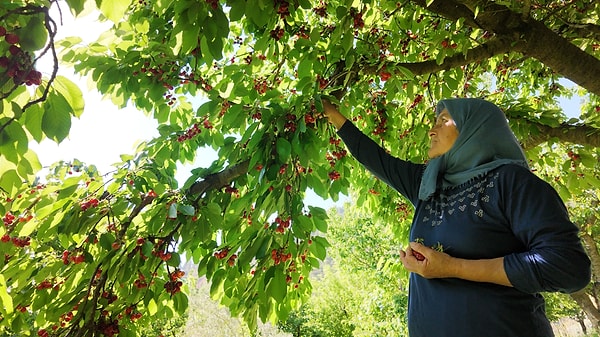 Napolyon kirazının hasat döneminde mahallede adeta bir ticaret dopingi yaşanıyor.