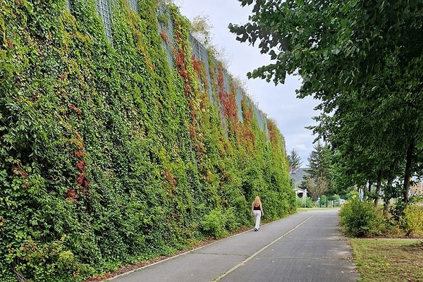 In the city, green walls designed as vertical gardens are rising amidst buildings and connecting roads.