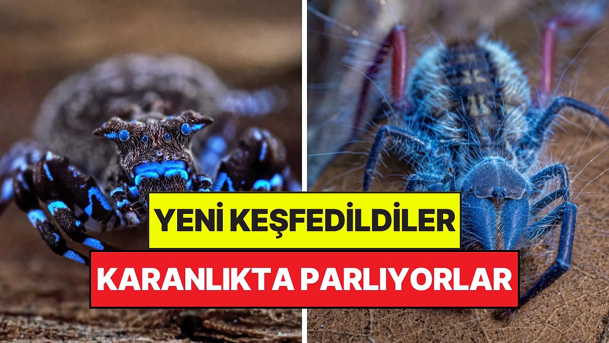 Yeni Keşfedilen Türler Görenleri Hayrete Düşürdü: Bazıları Uzaylı Gibi Duruyor