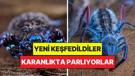 Yeni Keşfedilen Türler Görenleri Hayrete Düşürdü: Bazıları Uzaylı Gibi Duruyor