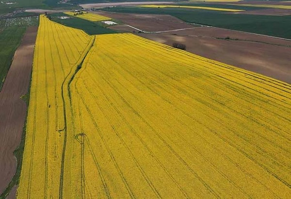 Bölgede bu yıl iklim koşullarının geçmiş yıllara göre daha iyi ve yağışlı gittiğini aktaran uzmanlar, ayçiçeği ekimlerinin %70-80’inin tamamlandığını ve topraktaki nemin güzel olduğunu belirtiyor.