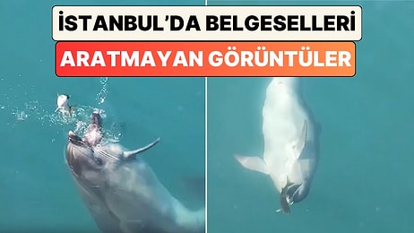 Kadıköy'de Balık Avlayan Yunusların Görüntüleri Belgeselleri Aratmadı
