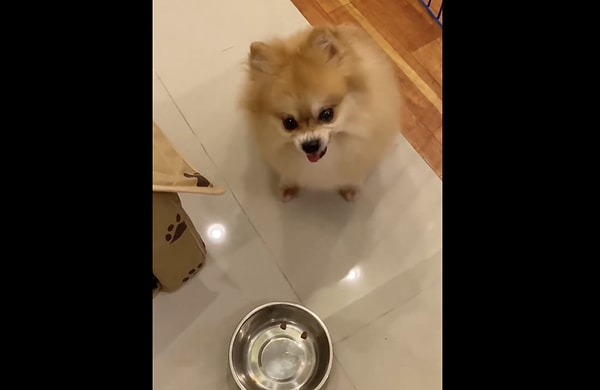 The way our friends react to these jokes, either by barking in protest or turning their backs in a huff, bears a striking resemblance to human behavior.